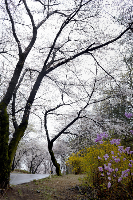벚꽃,봄꽃,벚꽃터널,봄의전령사,벚꽃군락,벚나무,봄,계절,spring,season,자연,풍경,nature,landscape,plant,식물,tree,나무,tree trunk,나무 줄기