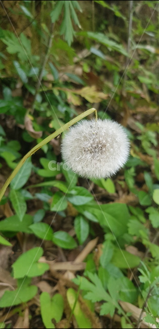 꽃,민들레꽃,홀씨,자연,솜뭉치