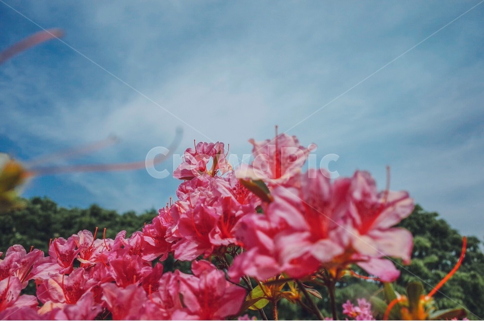 하늘,꽃,진달래,자연,풍경,나뭇가지,여행,소풍,드라이브,봄,숲,분홍색,sky,flower,korea,view,scenery,pink,green,drive,spring,picnic,trip,봄,계절,spring,season,식물,자연,plants,nature,꽃,flower,감성,sensible,feeling,geranium,제라늄,blossom,plant