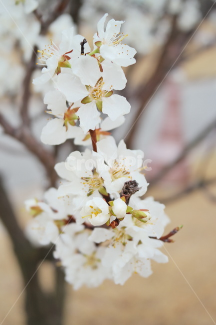 매화,봄꽃,봄,꽃,만개,flower,blossom,plant