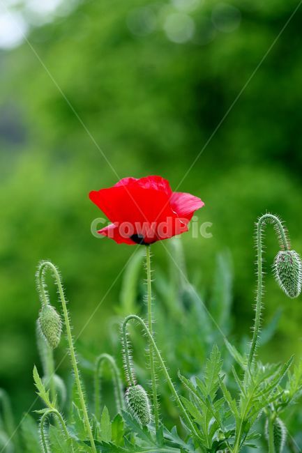 꽃,양귀비꽃,양귀비,식물,자연,개양귀비꽃,접사,봄,여름,flower,nature,plants