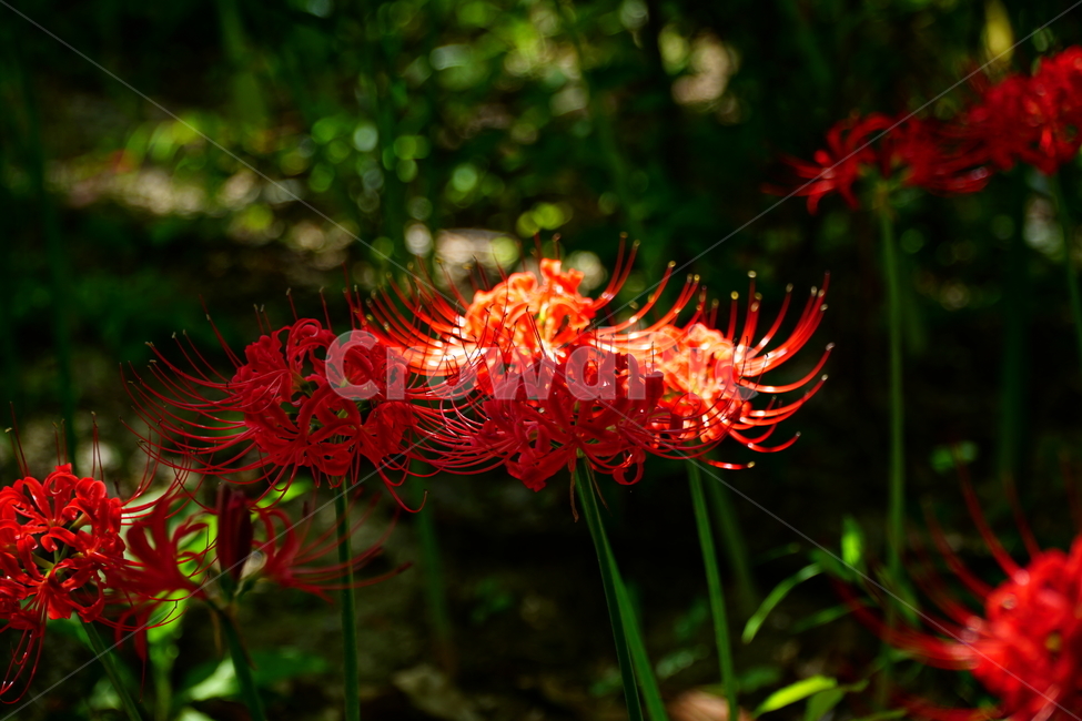 꽃무릇,꽃,식물,플라워,flower,자연,nature,plants,9월,가을,fall,autumn,september,꽃밭,화단,꽃사진,가을꽃,식물,자연,plants,nature,꽃,flower