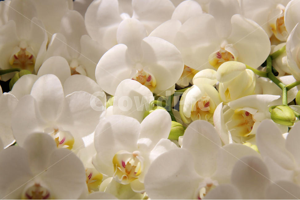 봄,봄소식,봄꽃,꽃,컬러,식물,자연,plants,nature,꽃,flower