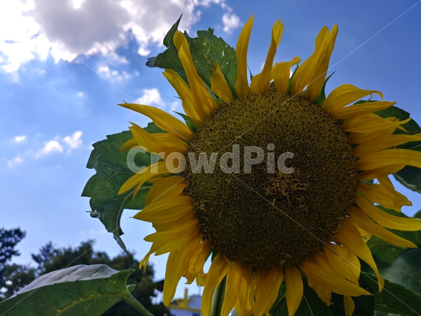 해바라기,풍요,여름,하늘,식물,식물,자연,plants,nature,꽃,flower