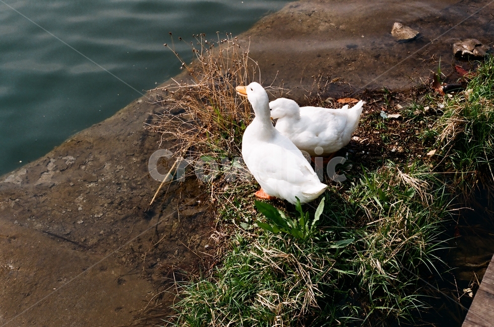 오리,park,spring,lake,공원,봄,호수,동물,animal,조류,새,birds