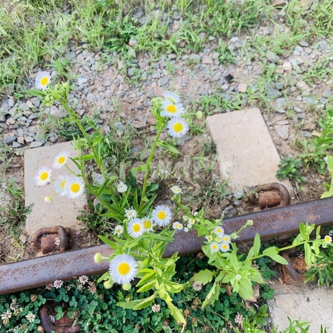 폐철도,구절초,철길과들풀,들꽃,항동철길,레일로드,railroad