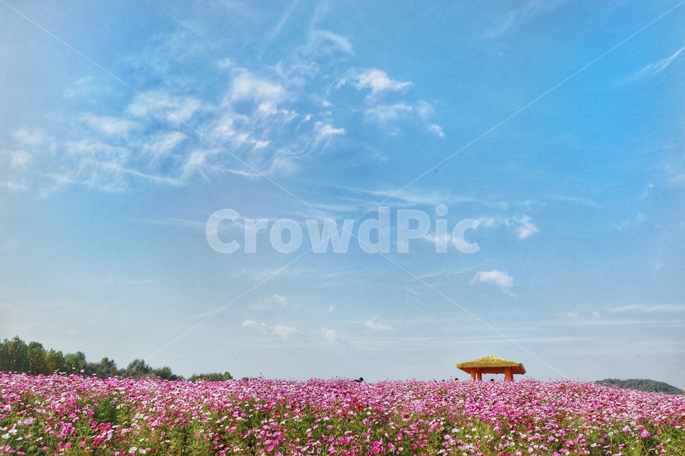 plant,식물,코스모스,꽃,flower,autumn,가을,가을,계절,fall,autumn,season,자연,풍경,nature,landscape
