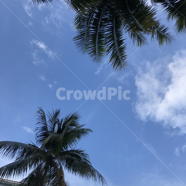 tree,나무,plant,식물,하늘,구름,color,sky,blue,야자수,세부,cebu,cloud,색채,색감