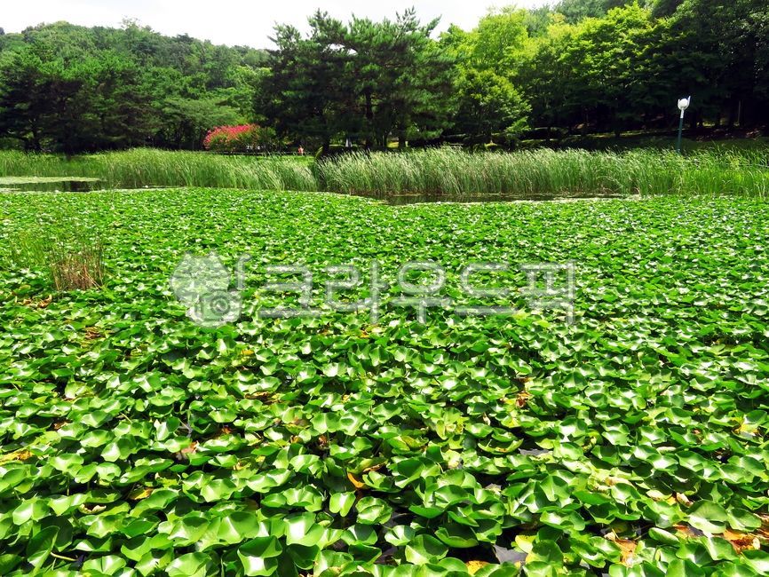 pond,ecosystem,rural,pattern,summer,leaves,photosynthesis,grass,water plant,weed,meadow,park,water surface,green,nature,wetland,texture,tree,leaf,swamp,water,grassland,outdoor,environment,outdoors,plant,autumn,lake