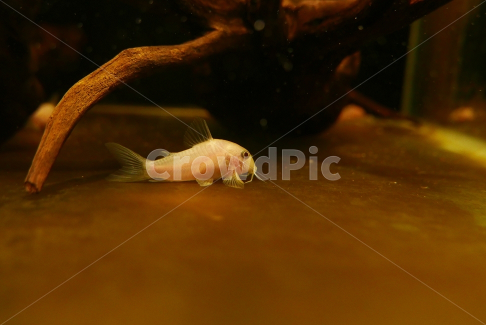 코리도라스,코리,열대어,물생활,물질,동물,animal,어류,물고기,fish