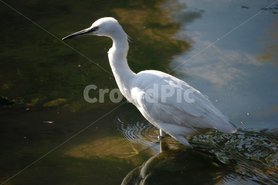 쇠백로,새,조류,하얀깃털,강,동물,animal,조류,새,birds