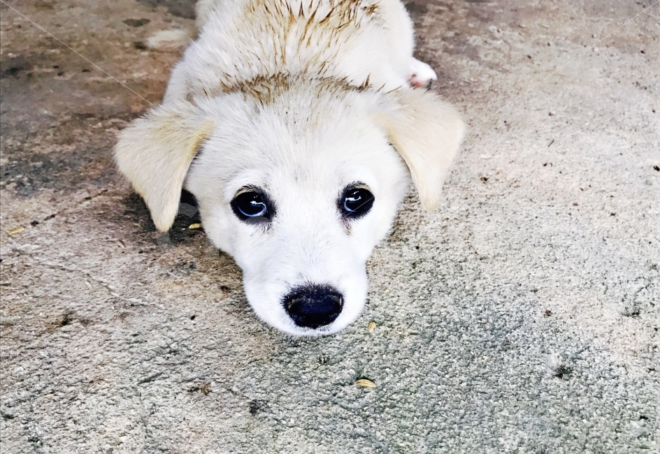 강아지,개,시골,눈,눈동자,귀욤,귀염,여름,동물,animal,포유류,mammal,개,강아지,dog,doggy