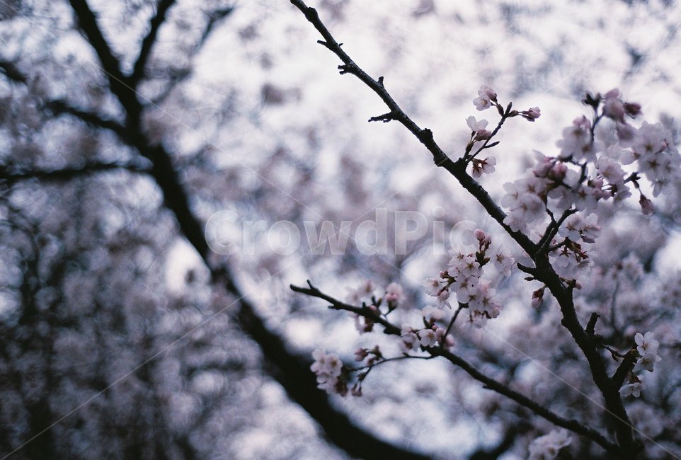 벚꽃,꽃,cherryblossom,벚나무,봄