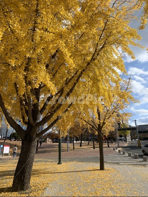 은행나무,노랑,낙엽,식물,plant,tree