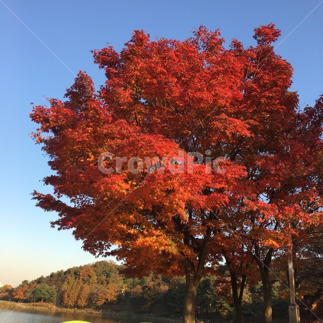 tree,나무,식물,단풍,가을,풍경,가을,계절,fall,autumn,season,식물,자연,plants,nature,나무,trees,wood,plant,maple