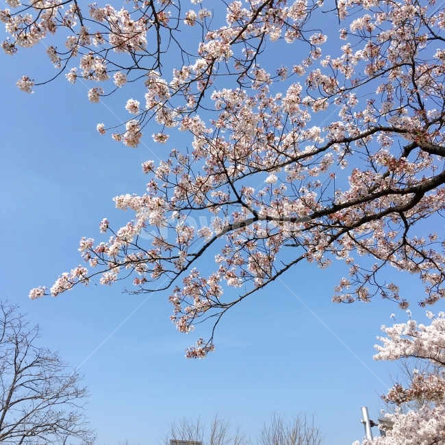 벚꽃,풍경,꽃,경주,한국,봄,벚꽃나무,식물,자연,자연풍경,봄,계절,spring,season,식물,자연,plants,nature,꽃,flower,plant,blossom,cherry blossom