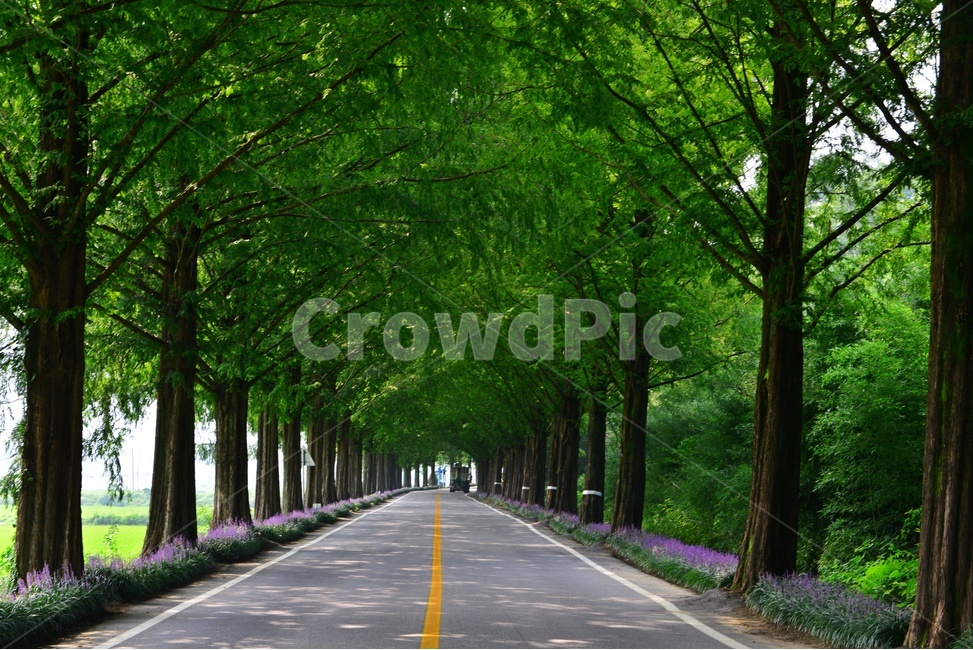 plant,식물,tree,나무,vegetation,초목,path,통로,outdoors,옥외,grove,작은숲,nature,자연,메타길,메타스콰이어길,맥문동,맥문동길,여름,계절,숲길,순창,road,도로,asphalt,아스팔트