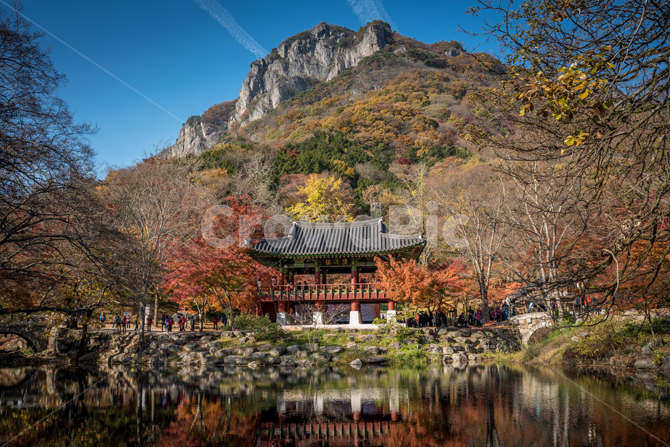 단풍,백양사단풍,가을,풍경,가을단풍