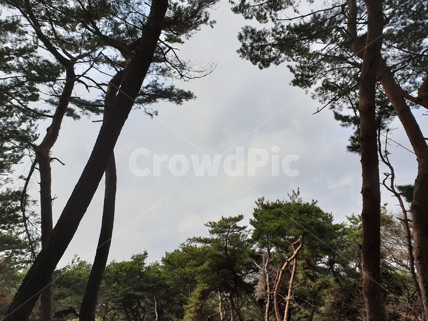 숲,소나무,산,하늘,그림자,자연,풍경,nature,landscape,tree,나무,plant,식물,tree trunk,나무 줄기
