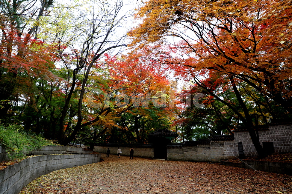 풍경,가을,계절,식물,고궁,가을,계절,fall,autumn,season,자연,풍경,nature,landscape,한국자연풍경,한국자연경관,korea nature landscape,plant,tree,나무,maple,단풍,human,인간,person,사람