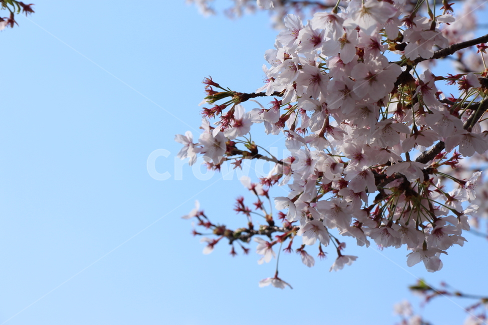 벚꽃,햇살,봄,하늘,풍경,만개,낮,배경,나뭇가지,꽃,꽃봉오리,하얀,구름,cherryblossom,sunshine,spring,sky,landscape,fullbloom,daytime,background,branch,flower,bud,white,cloud