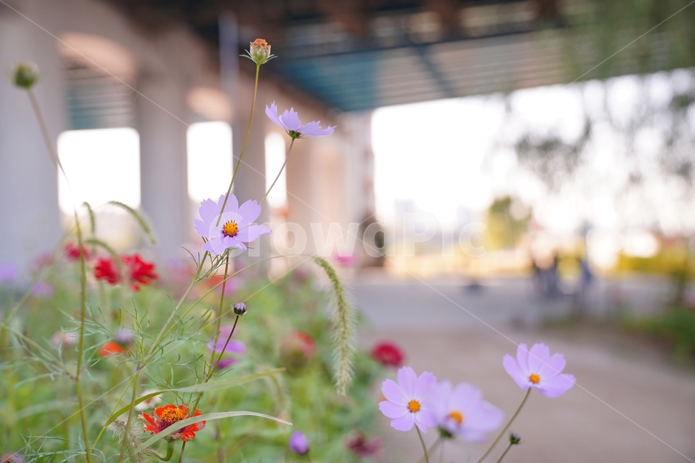 가을꽃,코스모스,한강,꽃,계절,감성,하늘,한강꽃,fall,plants,자연,식물,season,autumn,nature,flowers,sensible,feeling