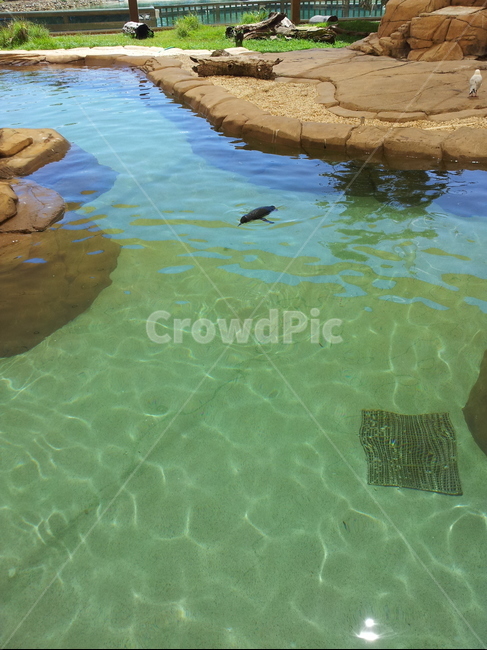 펭귄,헤엄,홀로,themepark,놀이동산