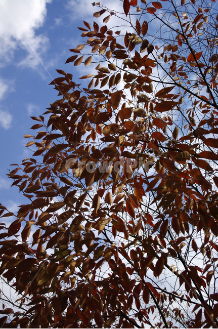 나무,가을,자연,nature,식물,plant,하늘,구름,가을,계절,fall,autumn,season,tree