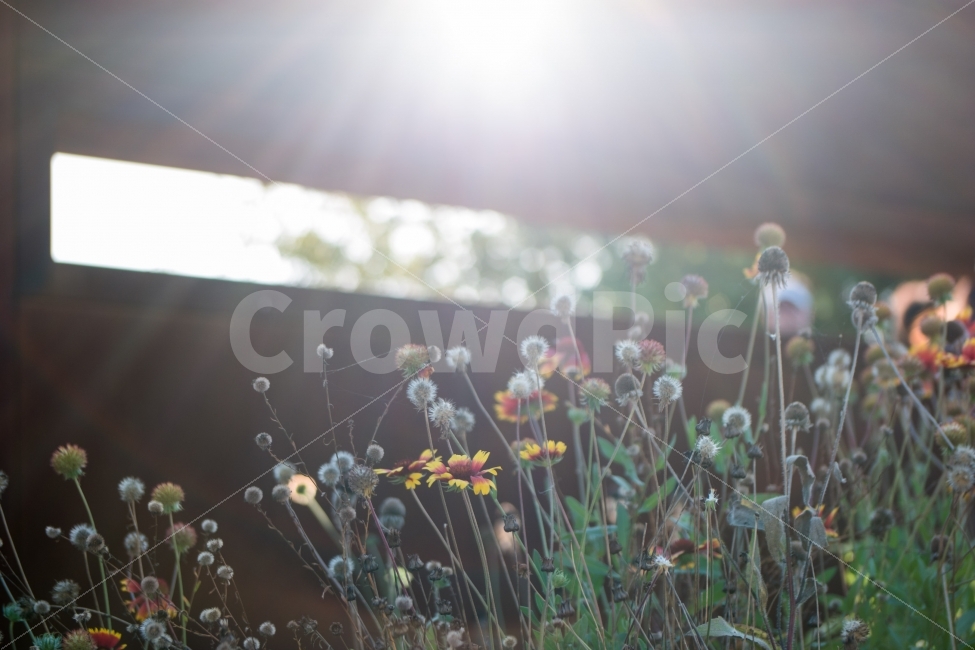 꽃,flower,햇빛,감성,플레어,임진각,파주,빛,light,식물,자연,plants,nature,꽃,flower,휴식,힐링,rest,relaxation,healing