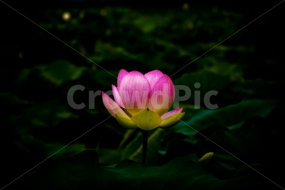 연꽃,연,여름,조치원,연꽃공원,꽃말,당신은마음마저도아름답습니다,식물,자연,plants,nature,꽃,flower