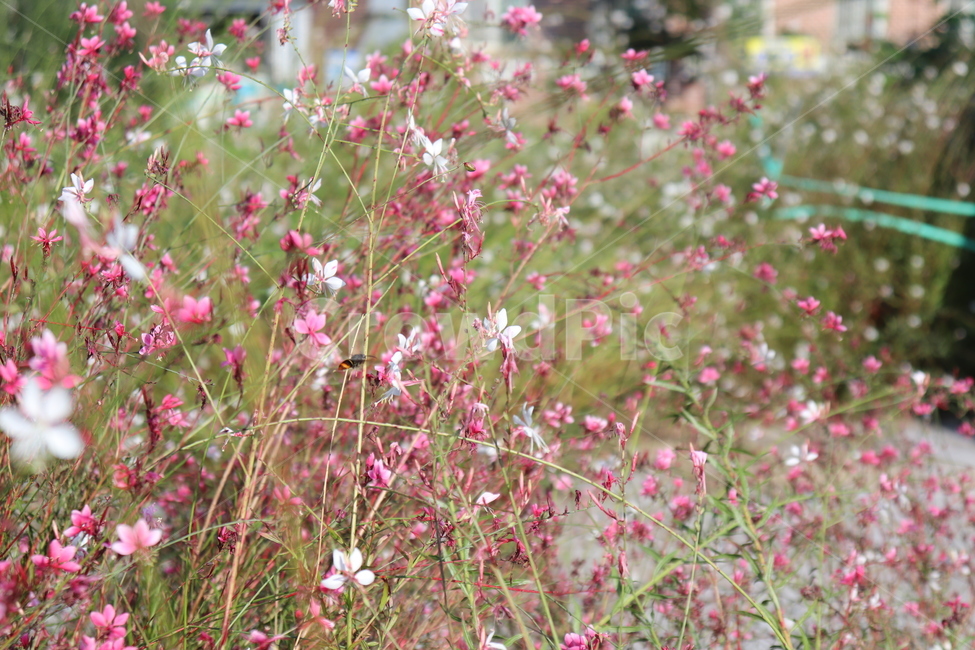 blossom,꽃,flower,plant,식물,꽃잎,벌,식물,자연,plants,nature,꽃,flower