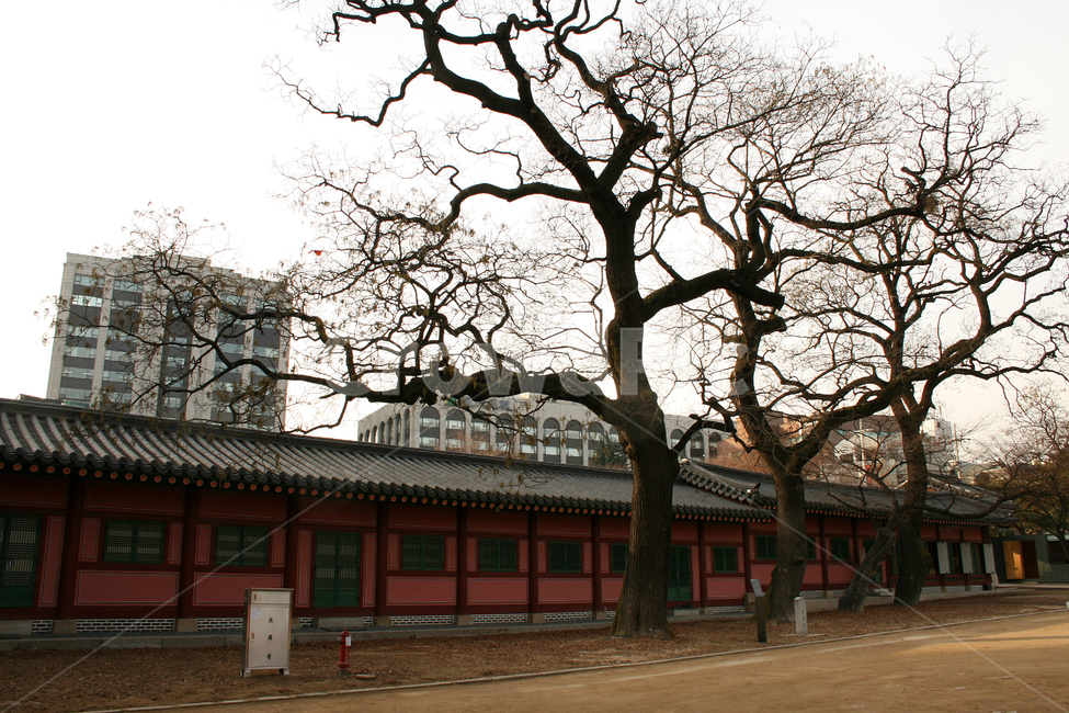 창덕궁,회화나무,궁궐,한국의궁,세계문화유산,도시,풍경,city,landscape,한국도시풍경,한국도시경관,korea cityscape,한국전통,한국문화,korean traditional,korean culture,랜드마크,landmark,tourist attraction,한국랜드마크,한국관광지,한국명소,korea landmark,korea tourist attraction,식물,자연,plants,nature,나무,trees,wood,building,건물,temple,신전,architecture,건축물,worship,예배,shrine,신사