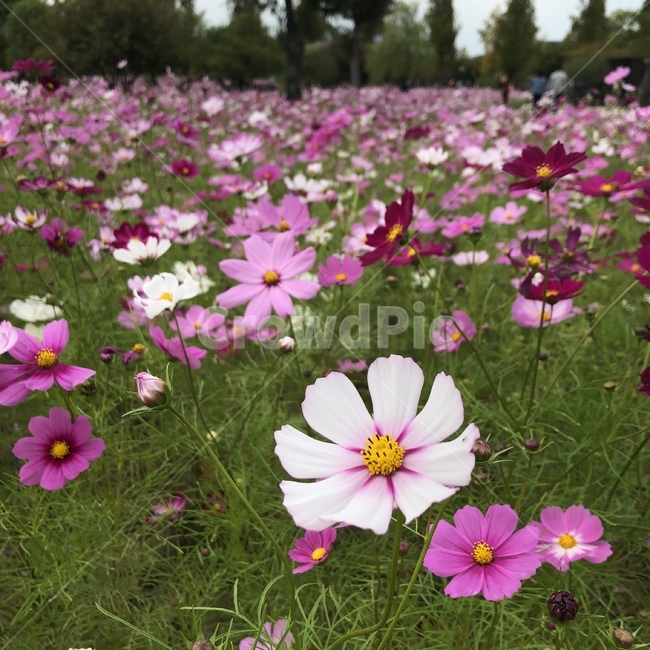 flower,꽃,꽃잎,코스모스,코스모스축제,가을
