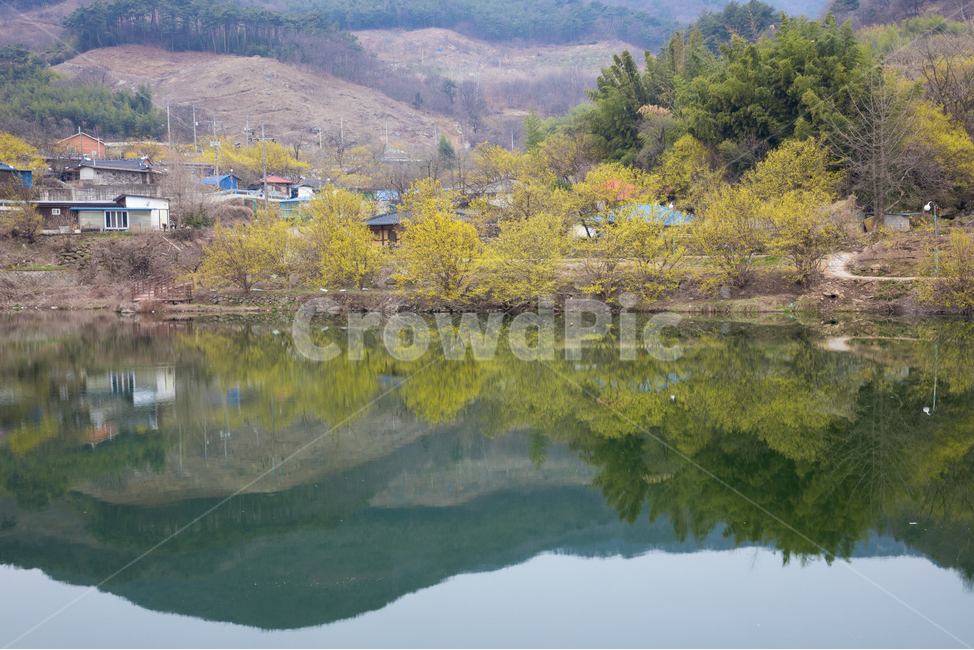 식물,풍경,경치,나무,꽃나무,약초,약용식물,산수유,산수유꽃,노란꽃,노란,시골,물,호수,강,반영,연못,저수지,지붕,마을,water,nature,자연,outdoors,옥외,봄,계절,spring,season,자연,풍경,nature,landscape,시골,마을,country,rural,town