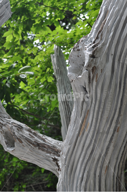 wood,나무,plant,식물,tree,식물,자연,plants,nature,나무,trees,wood
