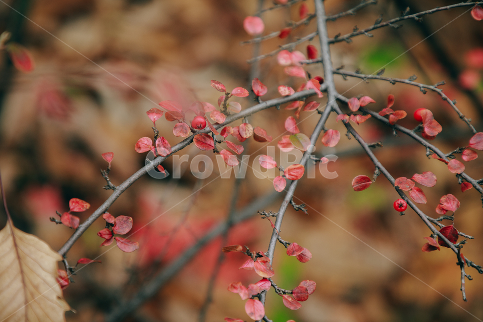 명자나무,꽃,풀,붉은,빨간,잎사귀,식물,자연,plants,nature