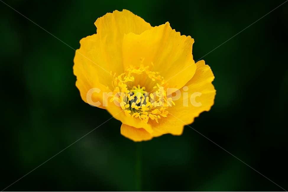 양귀비,노랑,식물,자연,계절,꽃,5월,poppies,flowers,plants,nature,season,may,yellow