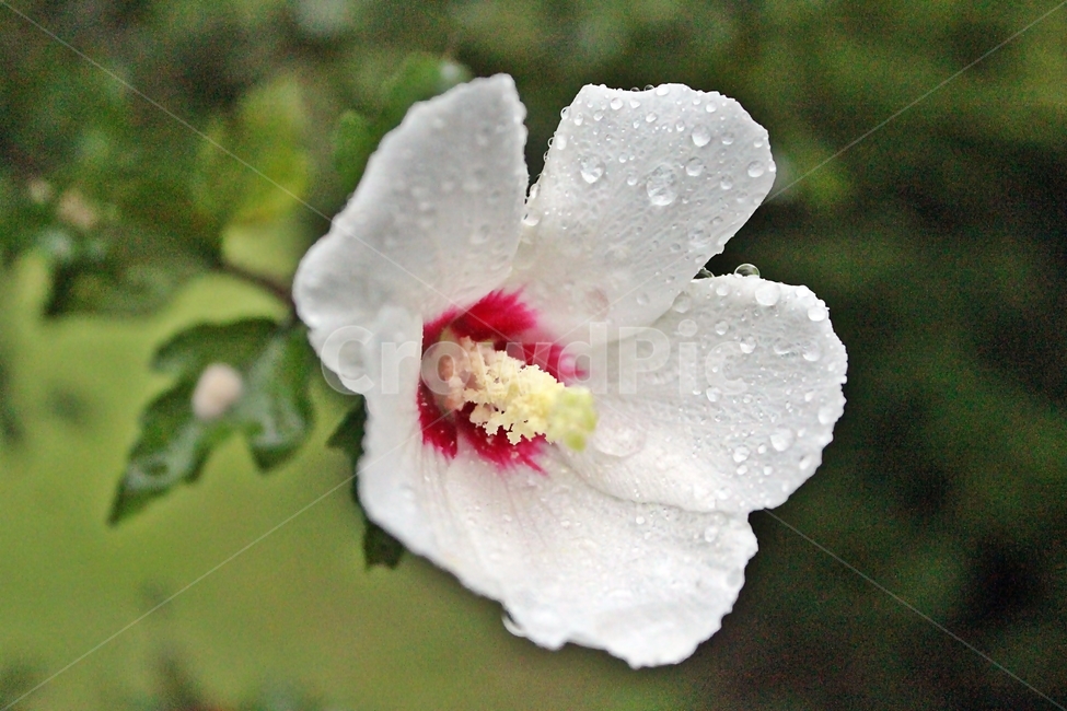 무궁화,식물,꽃,이슬,자연,식물,자연,plants,nature,꽃,flower