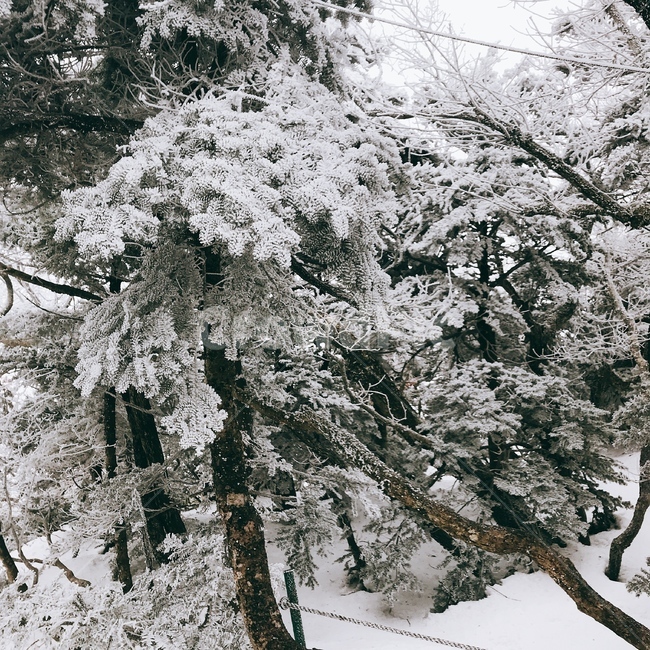 겨울,산,한라산,제주도,겨울산,winter,mountain,눈,snow,wintermountain