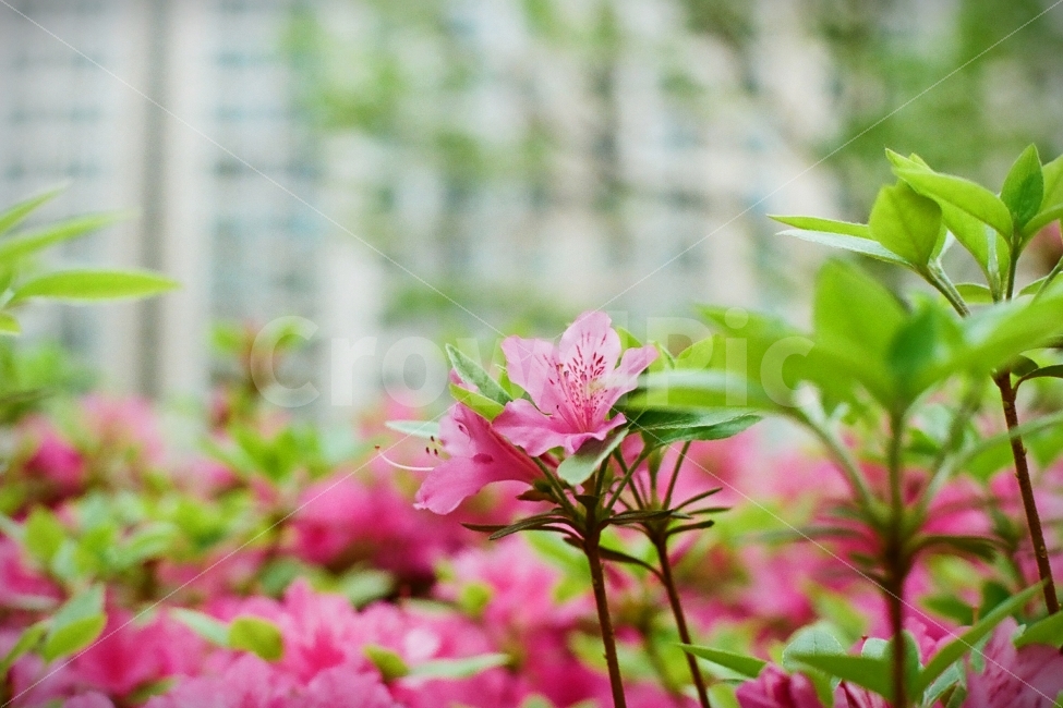 영산홍,철쭉,봄꽃,꽃,필름사진,식물,자연,plants,nature,꽃,flower