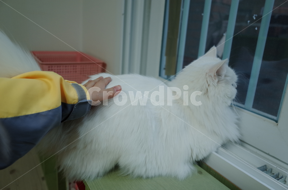 고양이,야옹이,페르시안,창문,귀여움,동물
