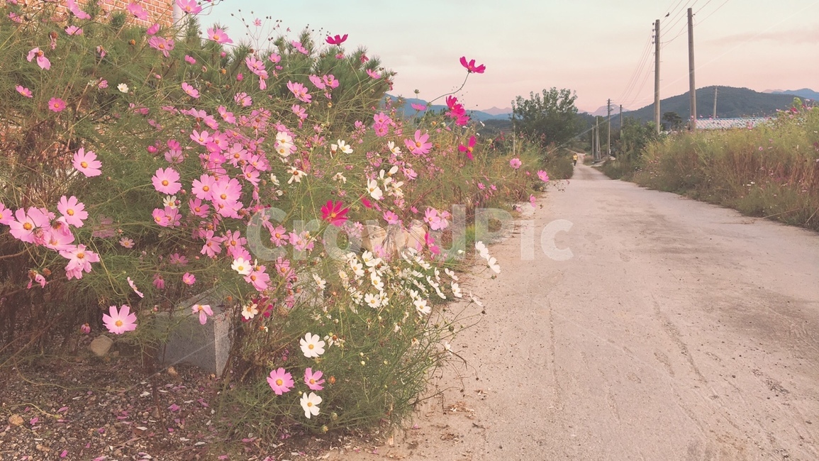 시골길,코스모스,가을,길가,노을빛,가을,계절,fall,autumn,season,꽃,flower,plant,식물,blossom