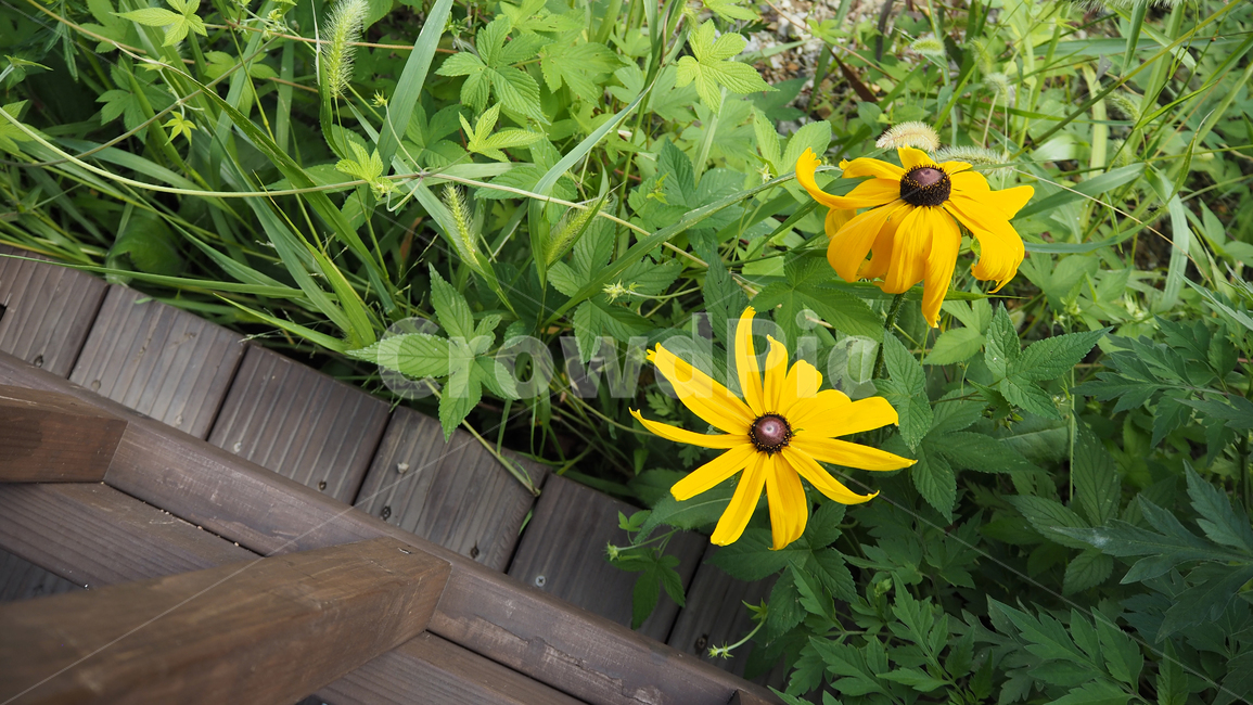 야생화,꽃,식물,wildflower,flower,plant,blossom,outdoor,야외,식물,자연,plants,nature,꽃,flower