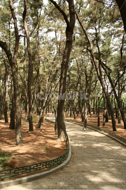 천마총,소나무,길,한국,경주,자연,풍경,nature,landscape,한국자연풍경,한국자연경관,korea nature landscape,식물,plants,나무,trees,wood,path,통로,tree,plant,vegetation,초목