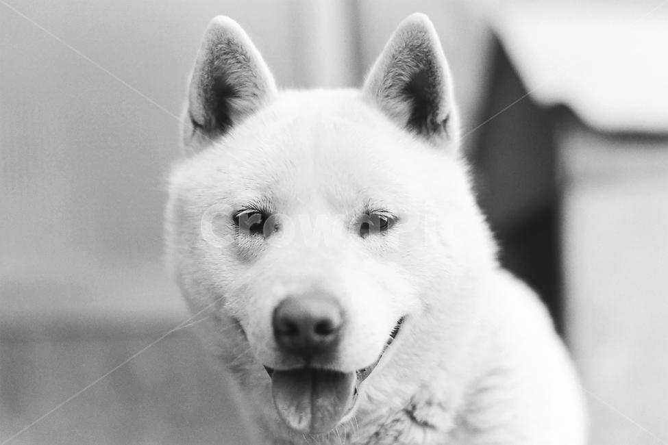 필름,필름사진,필름느낌,필름감성,흑백,엔틱,클래식,레트로,올드,추억,회상,백구,강아지,멍멍이,개,땡칠이,반려견,애완견,반려동물,애완동물,펫,진돗개,진도개,웃음,미소,즐거움,행복,기쁨,신남,호기심,관찰,순둥이,mammal,dog,pet,canine,animal,동물,animal,포유류,mammal,개,강아지,dog,doggy,흑백,모노톤,monochrome,black and white