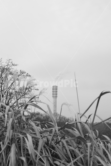 억새,갈대,가을,자연,흑백,풍경,겨울,배경,배경화면,monochrome,sepia,nature,autumn,winter,season,screen,가을,계절,fall,autumn,season,흑백,모노톤,monochrome,black and white,grass,잔디,plant,식물