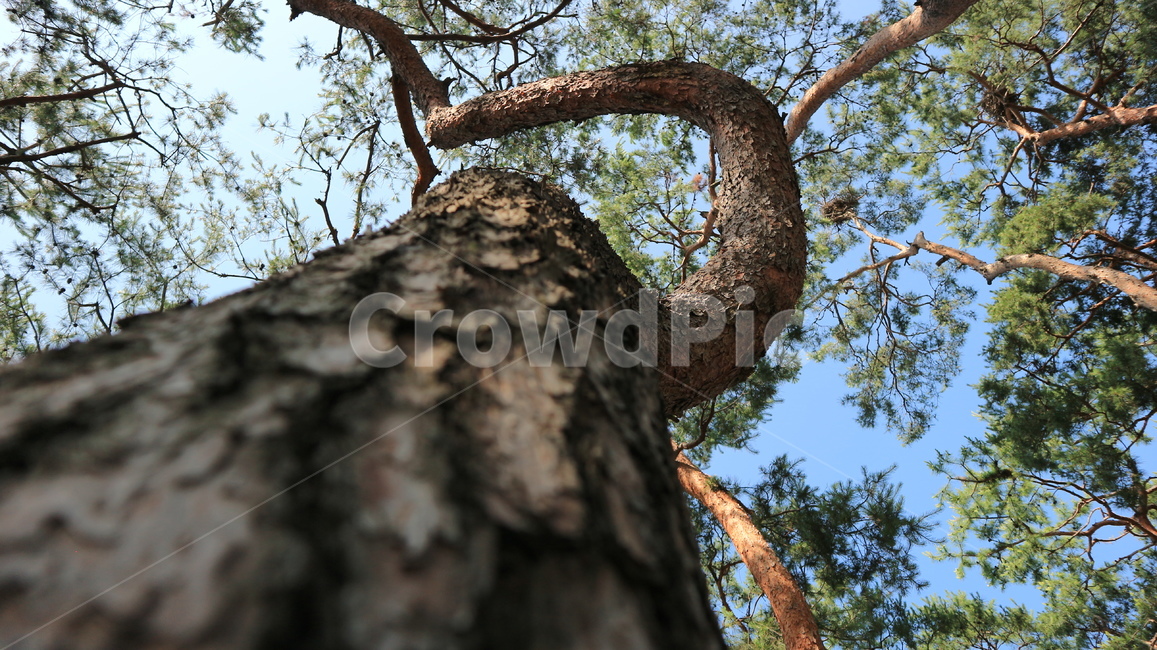 소나무,나무,숲,기둥,나무줄기,식물,treetrunk,tree,pinetrees,woods,나무,trees,wood