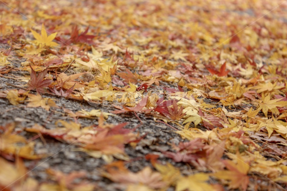 낙엽,단풍,가을,감성사진,10월,fallenleaves,maple,autumn,fall,october,가을,계절,fall,autumn,season,plant,식물,leaf,잎,tree,나무