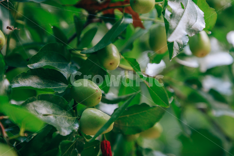자연,식물,초록,나무,싱그러운,열매,tree,식물,자연,plants,nature,과일,열매,fruit