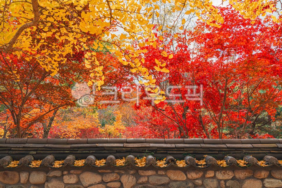 가을,단풍,단풍나무,돌담,은행나무,tree,나무,단풍잎,maple,fall,계절,자연,nature,기와